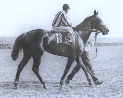 broodmare Aditja xx (Thoroughbred, 1925, from Fervor xx)