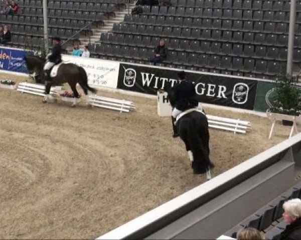 dressage horse Dark Dancer 14 (Oldenburg, 1999, from Don Primero)