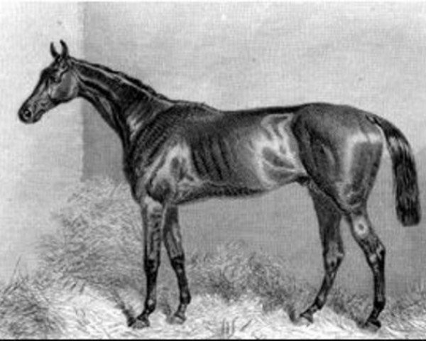 stallion Lord Clifden xx (Thoroughbred, 1860, from Newminster xx)