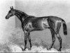 horse Lord Clifden xx (Thoroughbred, 1860, from Newminster xx)