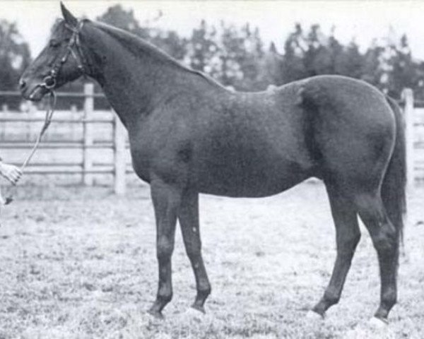 stallion Herold xx (Thoroughbred, 1917, from Dark Ronald xx)