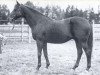 horse Herold xx (Thoroughbred, 1917, from Dark Ronald xx)