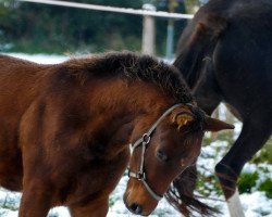 Pferd For Canter SO (Mecklenburger, 2022, von For The Future)