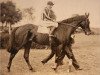 stallion Arjaman xx (Thoroughbred, 1930, from Herold xx)