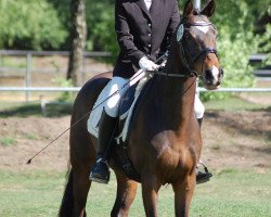 dressage horse Black Beauty 18 (German Riding Pony, 1998, from Bright Moon xx)