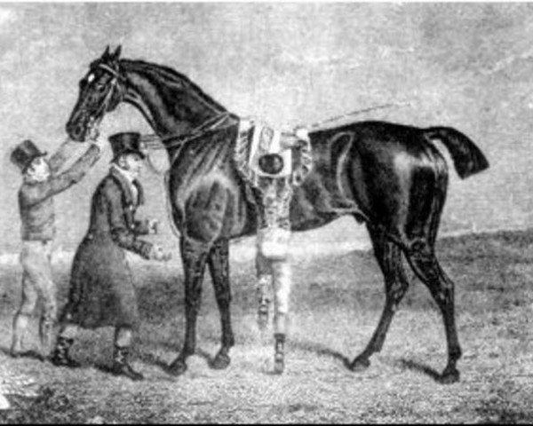 stallion Lottery xx (Thoroughbred, 1820, from Tramp xx)
