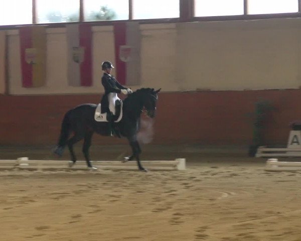 Reitturnier Weikersdorf am Steinfelde 2022