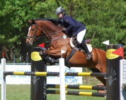 jumper Henri 16 (Hanoverian, 2004, from Heraldik xx)