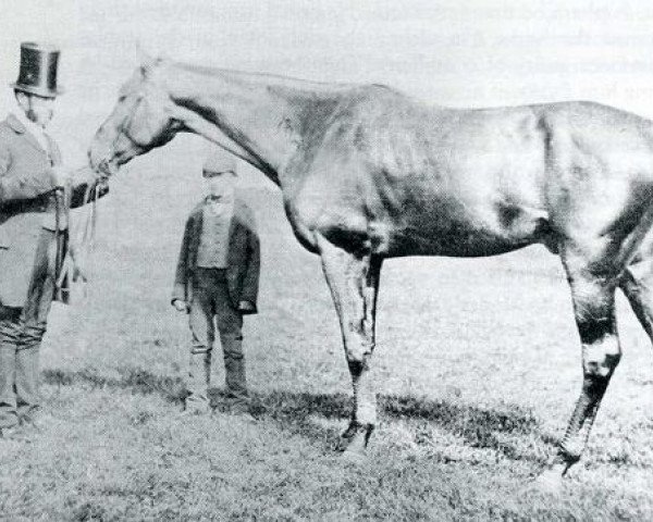 stallion Wild Dayrell xx (Thoroughbred, 1852, from Ion xx)