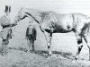 stallion Wild Dayrell xx (Thoroughbred, 1852, from Ion xx)