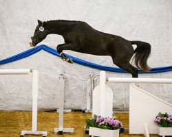 Springpferd Ailo CH (Schweizer Warmblut, 2019, von Croesus)