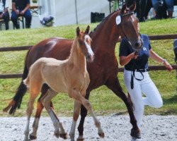 broodmare Christella (German Riding Pony, 2009, from Charivari)