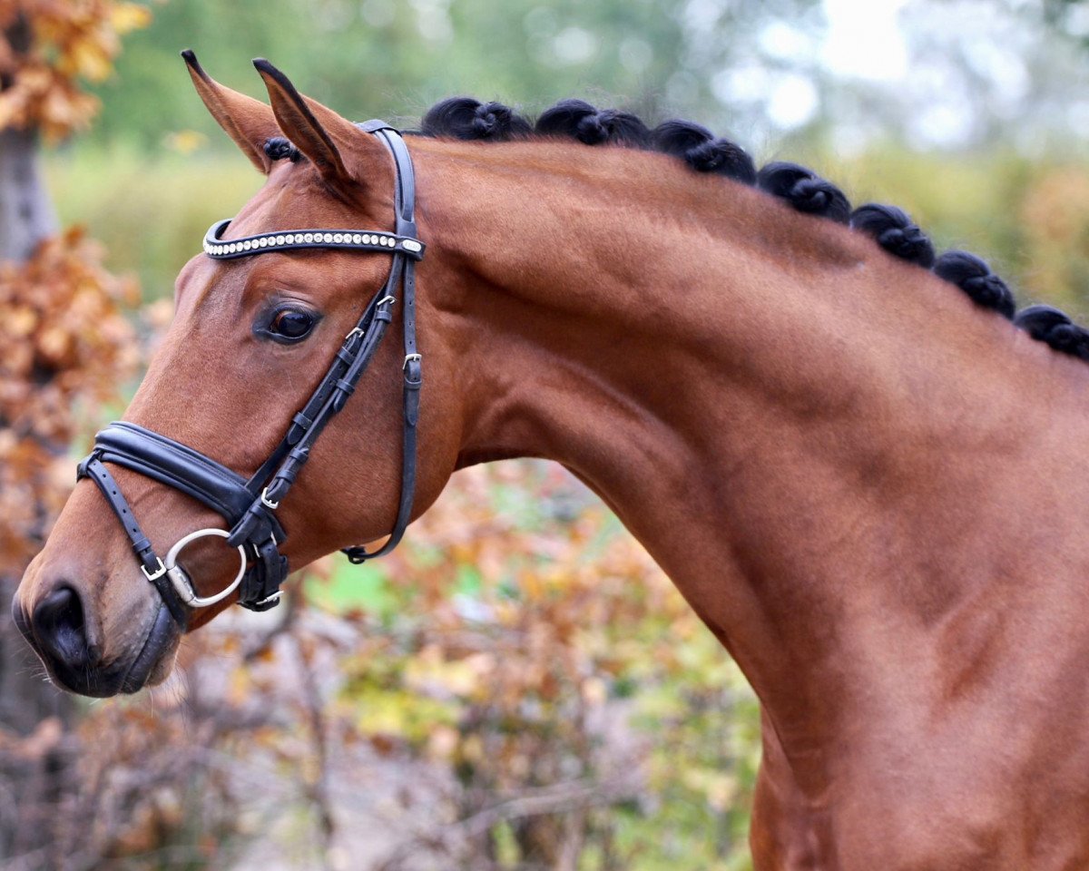dressage horse Bentley's Delight (Rhinelander, 2020, from Bon Vivaldi NRW)