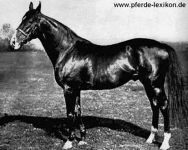 stallion Fels xx (Thoroughbred, 1903, from Hannibal xx)