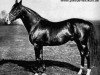 stallion Fels xx (Thoroughbred, 1903, from Hannibal xx)