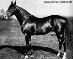 stallion Fels xx (Thoroughbred, 1903, from Hannibal xx)