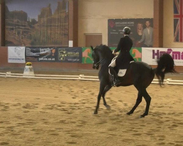 Reitturnier Weikersdorf am Steinfelde 2022