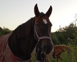 broodmare Dorica (Mecklenburg, 2008, from D'Olympic)