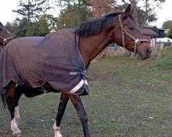 broodmare Emily (Rhinelander, 2002, from Ehrentusch)