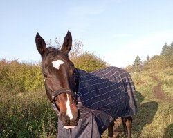 horse Pasodoble 29 (German Sport Horse, 2010, from Pasco)