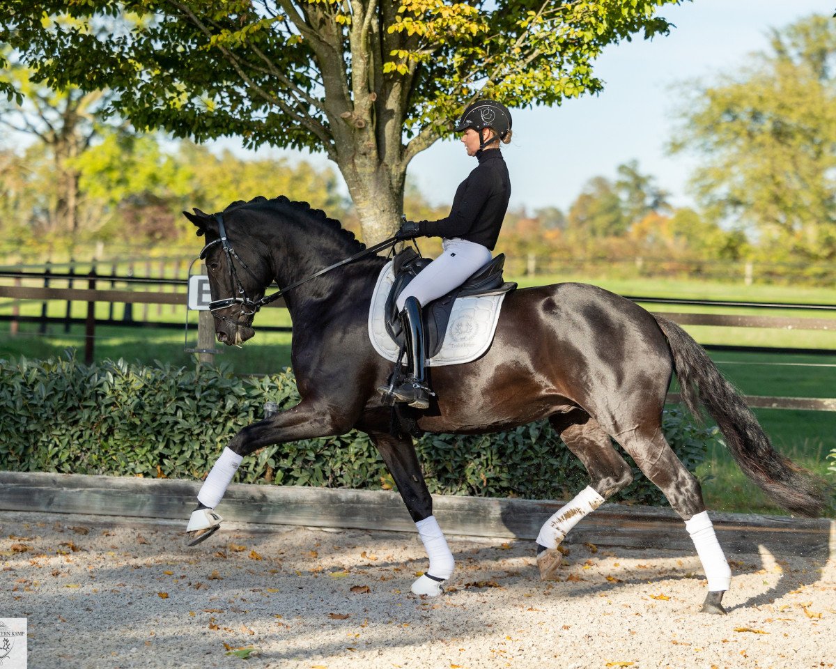 Deckhengst Onyx (Trakehner, 2018, von Kentucky)