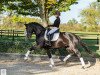 Deckhengst Onyx (Trakehner, 2018, von Kentucky)