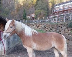 horse Wacanto (Haflinger, 2017, from Weltherr-W-R)