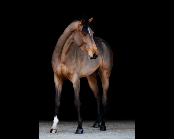 Springpferd Quasilotta SH (Oldenburger Springpferd, 2017, von Quasimodo vd Molendreef)