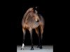 jumper Quasilotta SH (Oldenburg show jumper, 2017, from Quasimodo vd Molendreef)