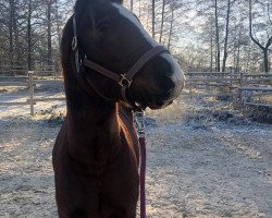 dressage horse Millstone Hot Spot (Welsh-Cob (Sek. D), 2020, from Friedrichshof Hot Twix)