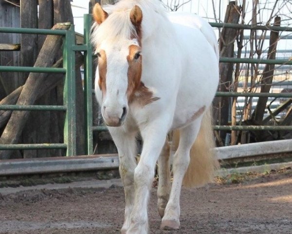 Pferd Lucky 1205 (Deutsches Reitpony, 2000)