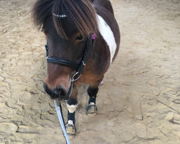 Pferd Pauline (Shetland Pony, 2008)