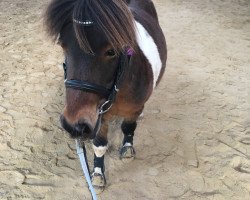 Pferd Pauline (Shetland Pony, 2008)