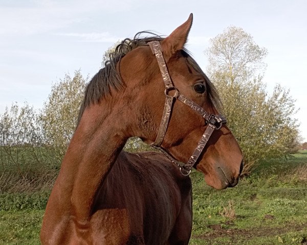 broodmare Belconi's Bellamie (Westphalian, 2014, from Belconi)