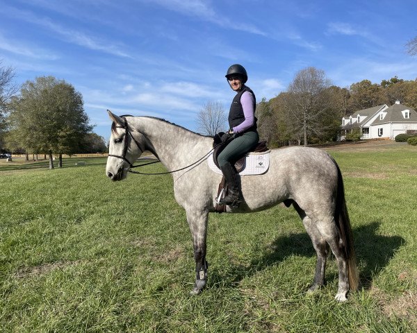 Springpferd Conchalu PS (Oldenburger Springpferd, 2016, von Cornet du Lys)