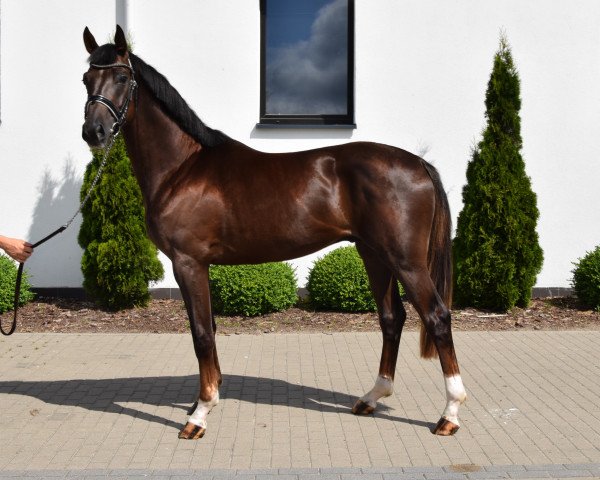 dressage horse Quentin (Hanoverian, 2020, from Q-Sieben OLD)