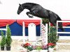 jumper Stakkantano (Oldenburg show jumper, 2020, from Stakkato)