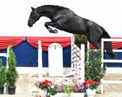 jumper Stakkantano (Oldenburg show jumper, 2020, from Stakkato)