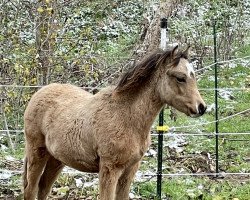 Springpferd Caramell (Welsh Pony (Sek.B), 2022, von Cadlanvalley Sir Ivanhoe)