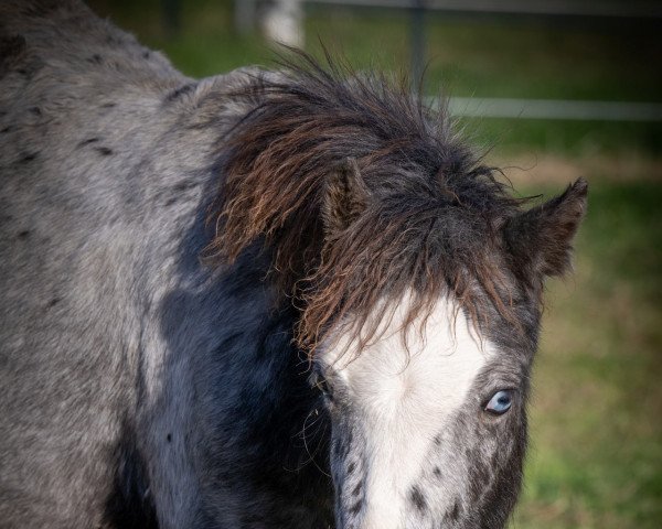 broodmare Sneeuwwitje (Nederlands Welsh Ridepony, 2022)