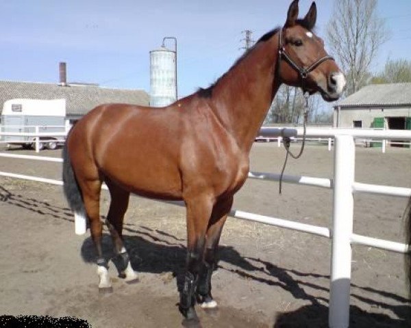 broodmare Galaxis (Brandenburg, 1999)