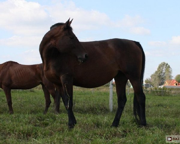 Zuchtstute Larysa (Malopolska, 1999, von Darzbor)