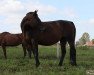 broodmare Larysa (Little-Poland (malopolska), 1999, from Darzbor)