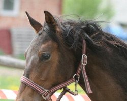 horse Kasablanka (Little-Poland (malopolska), 2011, from Arioso)