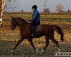 stallion Arioso (Little-Poland (malopolska), 2003, from Hebab)