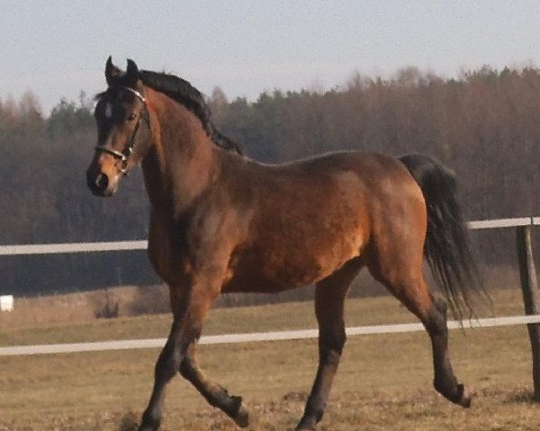 Deckhengst Hedar (Malopolska, 1995, von Huf)