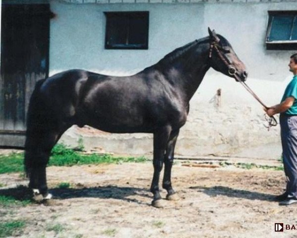 stallion Pagard (Polish Warmblood, 1992, from Polaris)