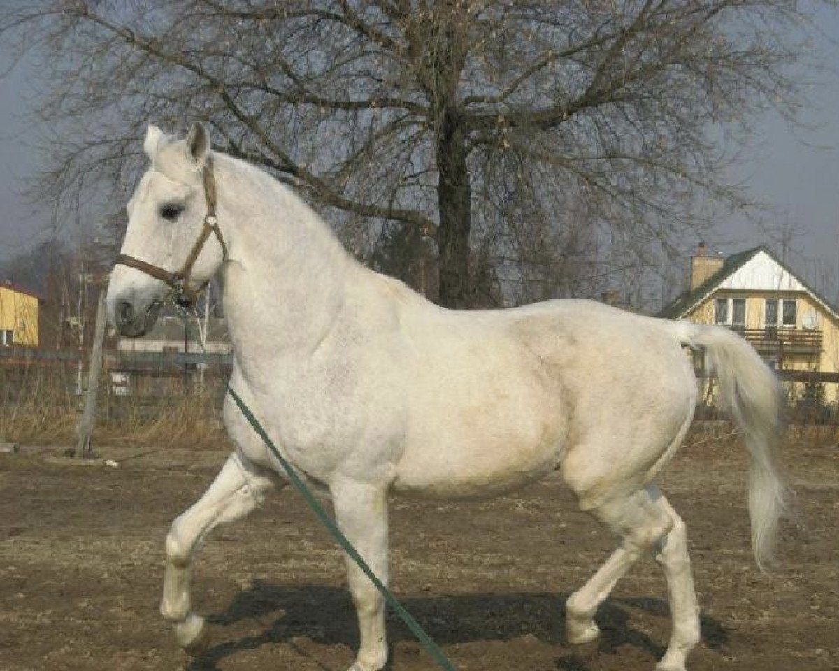 Deckhengst Plaster (Malopolska, 1981, von Chryzotyl)