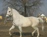 stallion Plaster (Little-Poland (malopolska), 1981, from Chryzotyl)