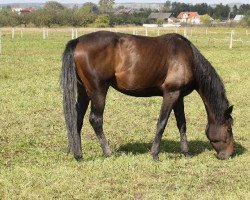 Zuchtstute Latona (Malopolska, 2007, von Drop 474 G Lb POL)